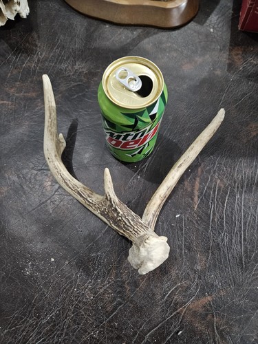 Mini freak point whitetail - mini,